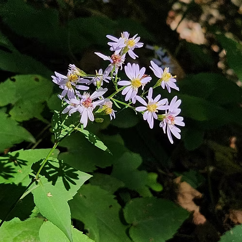Symphyotrichum Undulatum (Waxy-Leaf Aster)