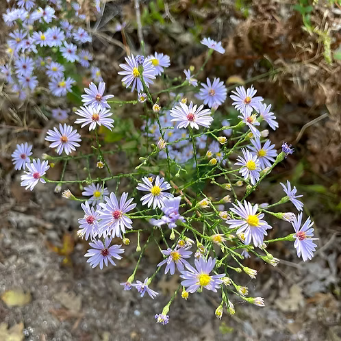 Symphyotrichum Undulatum (Waxy-Leaf Aster)