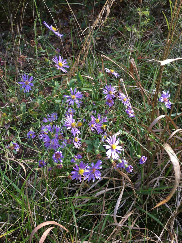 Symphyotrichum Patens (Late Purple Aster)