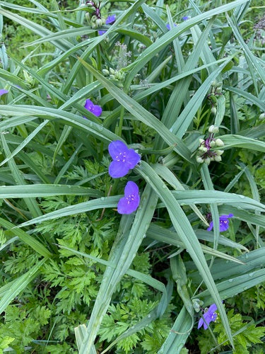 Tradescantia Virginiana (Virginia Spiderwort)
