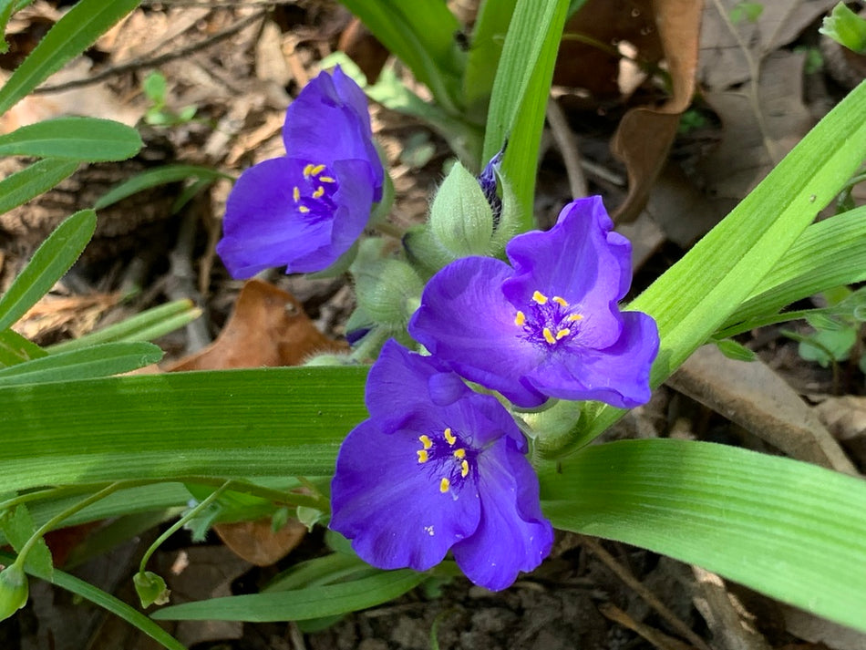 Tradescantia Virginiana (Virginia Spiderwort)