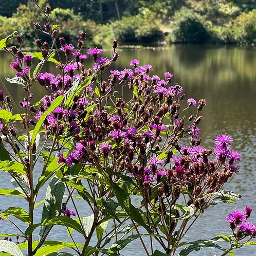 Vernonia Noveboracensis (New York Ironweed)