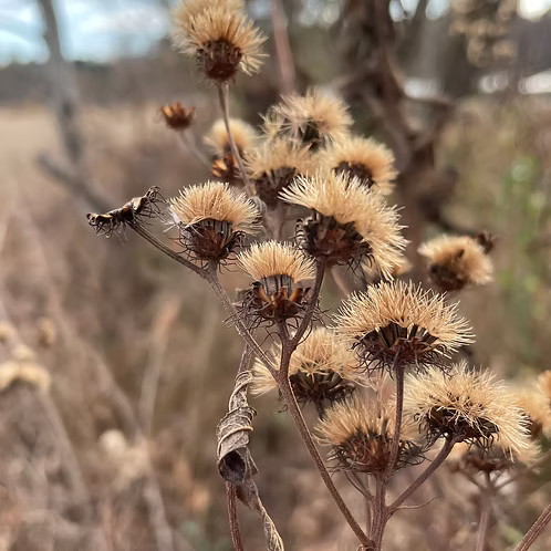 Vernonia Noveboracensis (New York Ironweed)