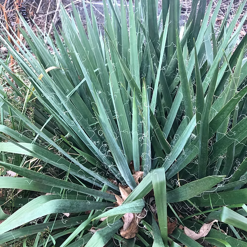 Yucca Filamentosa (Common Yucca)
