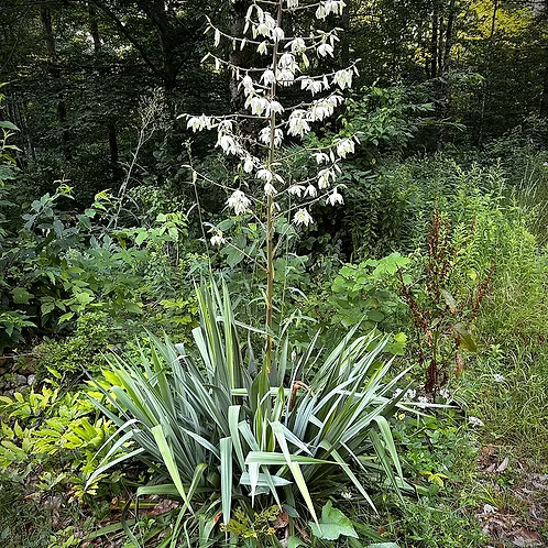Yucca Filamentosa (Common Yucca)