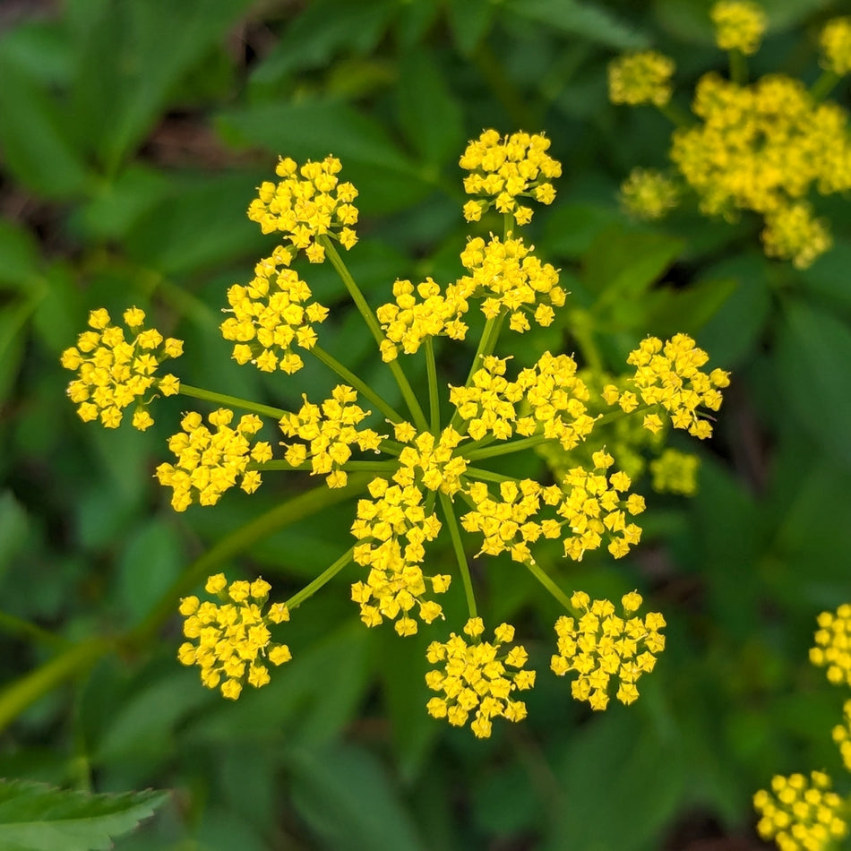 Zizia Aurea (Golden Alexanders) Seed Packet